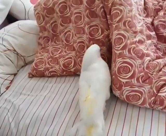 恩派特大件垃圾破碎机:助力打破城市固废处理瓶颈【英亚官网首页】(图1) 英亚官网