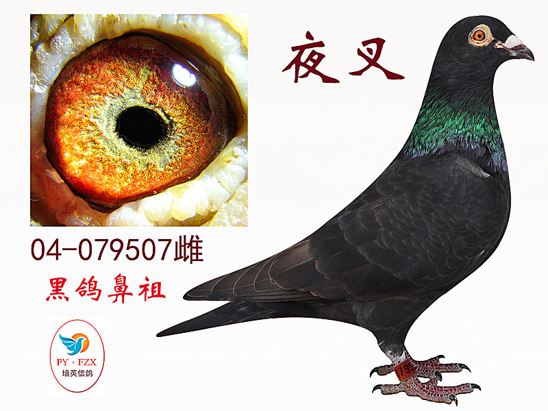 素日里的事儿【英亚官网】(图2) 英亚官网