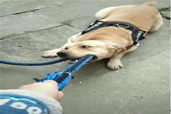 童星郭浠桐应横店著名导演张禹邀请拍摄《杨门女将之精忠报国》-英亚官网(图2) 英亚官网