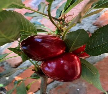 江苏省出台恢复生猪生产扶持政策【英亚官网首页】(图1) 英亚官方网站